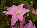 Clematis Comtesse de Bouchaud IMG_7246 Powojnik